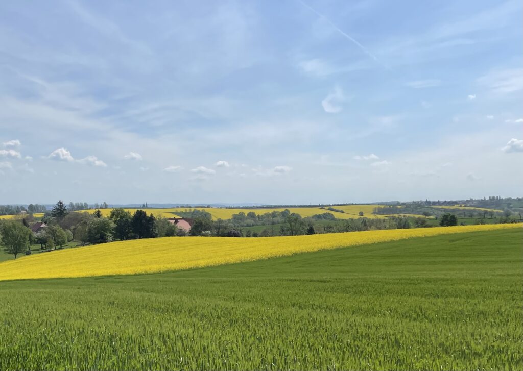 Foto über grüne und rapsgelbe Felder auf die Dächer des Dorfs Jesseritz mit den Meißner Domspitzen im Hintergrund.